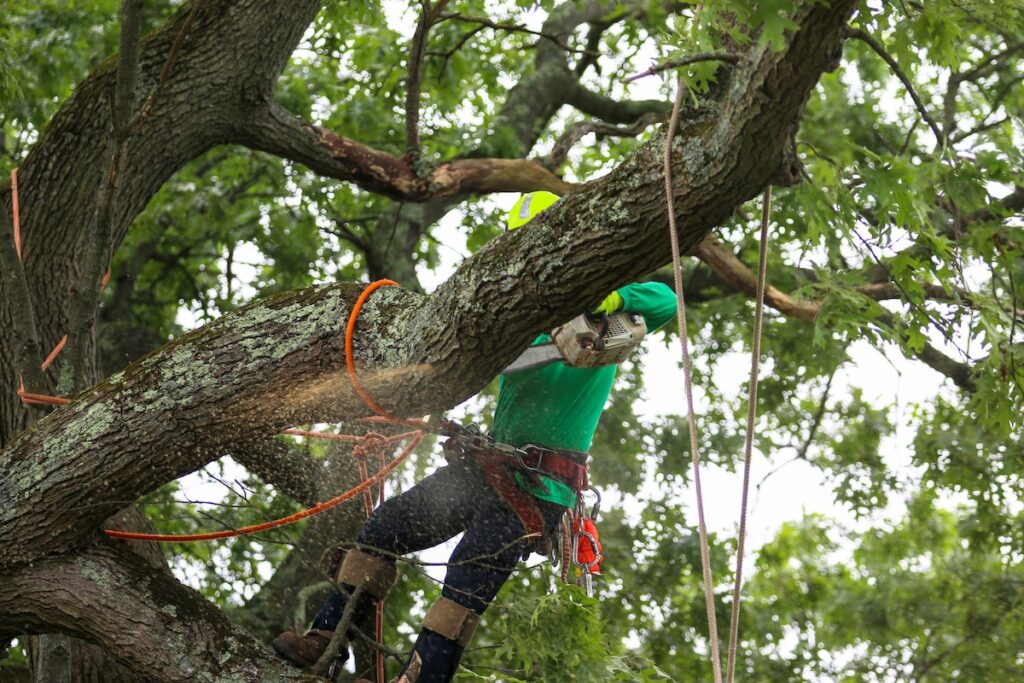 Tree service trimming a tree in Wrentham MA