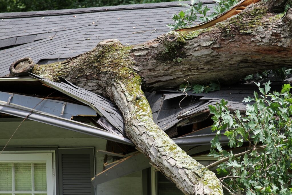 tree fallen on a roof in Bridgewater Massachusetts